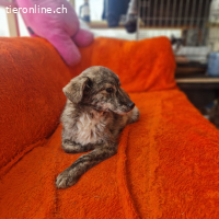 Milou - kleine Seele, die wieder Vertrauen finden möchte