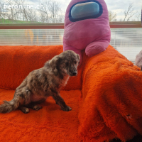 Milou - kleine Seele, die wieder Vertrauen finden möchte