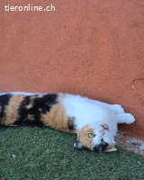 Lola (Mimi) – eine kleine Prinzessin mit großem Herzen