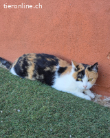 Lola (Mimi) – eine kleine Prinzessin mit großem Herzen