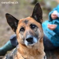 Minerva - hat viel Zuneigung und Aufmerksamkeit zu schenken