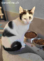 Minka – einzigartiges Fellmuster