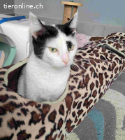 Minka – einzigartiges Fellmuster