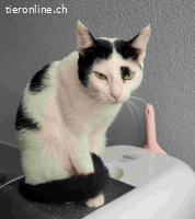 Minka – einzigartiges Fellmuster