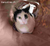 Minka – einzigartiges Fellmuster