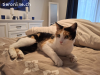 Minou sucht ein Zuhause