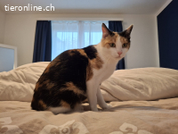 Minou sucht ein Zuhause