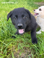Mischlingswelpe Anca - schwarze Schönheit sucht ihr Zuhause