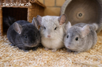 Miso, Mochi und Sushi - die Chinchilla WG