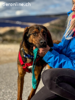 Mistral (ca. 1,5 Jahre)- Wirbelwind sucht aktive Familie