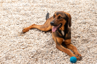 Mistral (ca. 1,5 Jahre)- Wirbelwind sucht aktive Familie