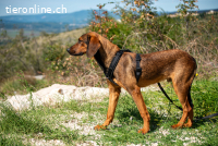 Mistral (ca. 1,5 Jahre)- Wirbelwind sucht aktive Familie