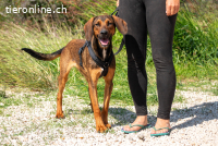 Mistral (ca. 1,5 Jahre)- Wirbelwind sucht aktive Familie