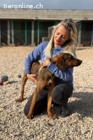 Mistral (ca. 1,5 Jahre)- Wirbelwind sucht aktive Familie