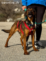 Mistral (ca. 1,5 Jahre)- Wirbelwind sucht aktive Familie