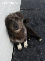 Mogge- fröhlich und neugierig sucht ein Zuhause