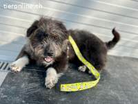 Mogge- fröhlich und neugierig sucht ein Zuhause