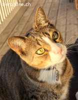 Mogli&Balou 9j. suchen zus. ein Zuhause mit Freigang