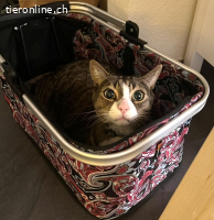 Mogli&Balou 9j. suchen zus. ein Zuhause mit Freigang