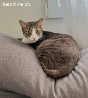 Mogli&Balou 9j. suchen zus. ein Zuhause mit Freigang