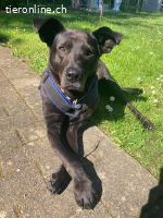 Mogli - herziger Bub mit Handicap