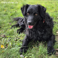 Mokas – ein wunderschöner, freundlicher junger Rüde