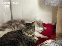 Momo und sein Gspändli Nemo suchen ihr Zuhause im Glück