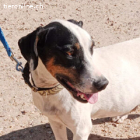 Monet – Ein Herz auf vier Pfoten voller Loyalität