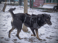 Monk - der liebe und folgsame Rüde will ein Zuhause