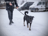 Monk - der liebe und folgsame Rüde will ein Zuhause