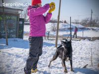 Monk - der liebe und folgsame Rüde will ein Zuhause