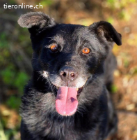 Monk - der liebe und folgsame Rüde will ein Zuhause