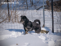 Monk - der liebe und folgsame Rüde will ein Zuhause