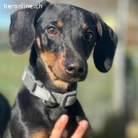 Monkey – fröhlicher und lieber junger Dackel-Rüde