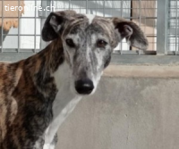 Morante - mit Ihm kommt ein Stück vom Glück