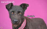 Morinde