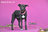 Morinde