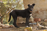 Morinde