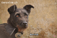 Morinde