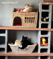 Moyo - Der ganz besondere Kater mit dem gewissen Etwas