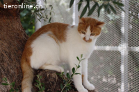 Moyo - Der ganz besondere Kater mit dem gewissen Etwas