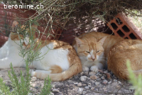 Moyo - Der ganz besondere Kater mit dem gewissen Etwas