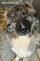 Mozart (2 Jahre)- Sucht neuen Wirkungskreis