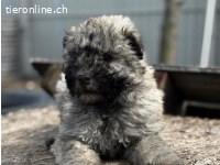 Mütyi-3, aufgewecktes Hundemädchen
