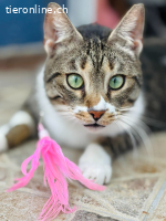 Muffin & Hagrid: Zwei Herzen, ein Zuhause gesucht