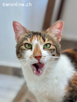 Muffin & Hagrid: Zwei Herzen, ein Zuhause gesucht