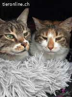 Muffin & Hagrid: Zwei Herzen, ein Zuhause gesucht
