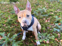 Nacho – süsser Traum-Junghund