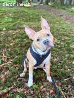 Nacho – süsser Traum-Junghund