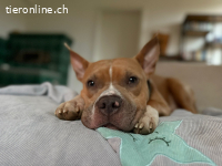 Nacho – süsser Traum-Junghund